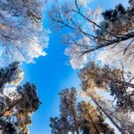 Frosty canopy of trees against bright blue sky